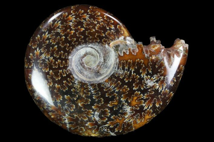 Polished, Agatized Ammonite (Cleoniceras) - Madagascar #97279
